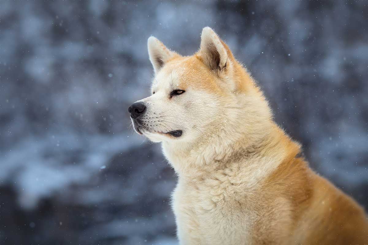 Hachiko Dog Breed Name