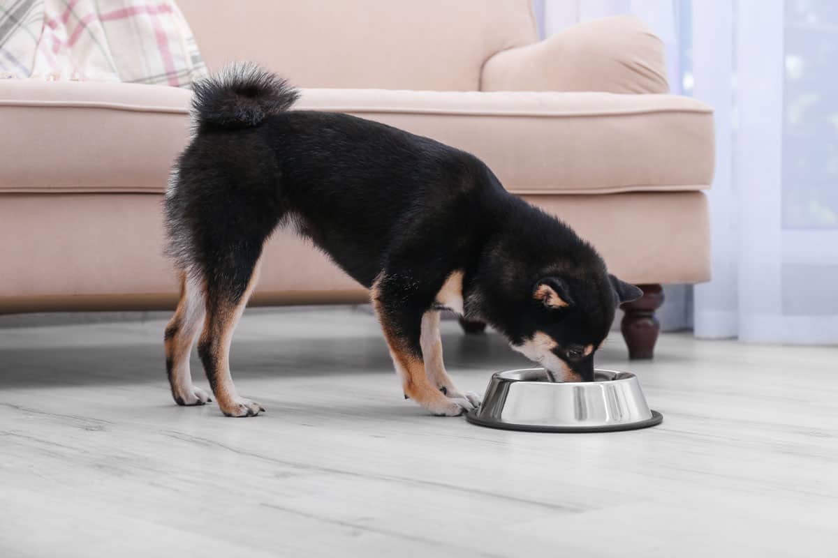 Food to give puppy with outlet diarrhea