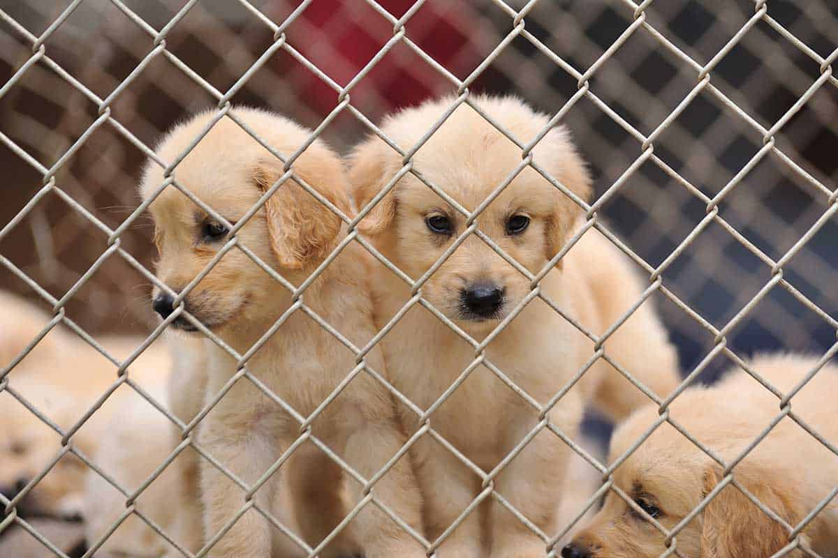 are puppy mills still around