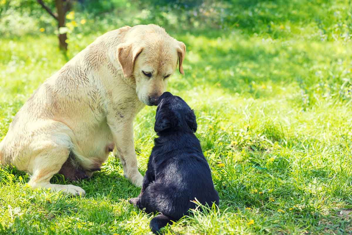 Puppies And Their Moms