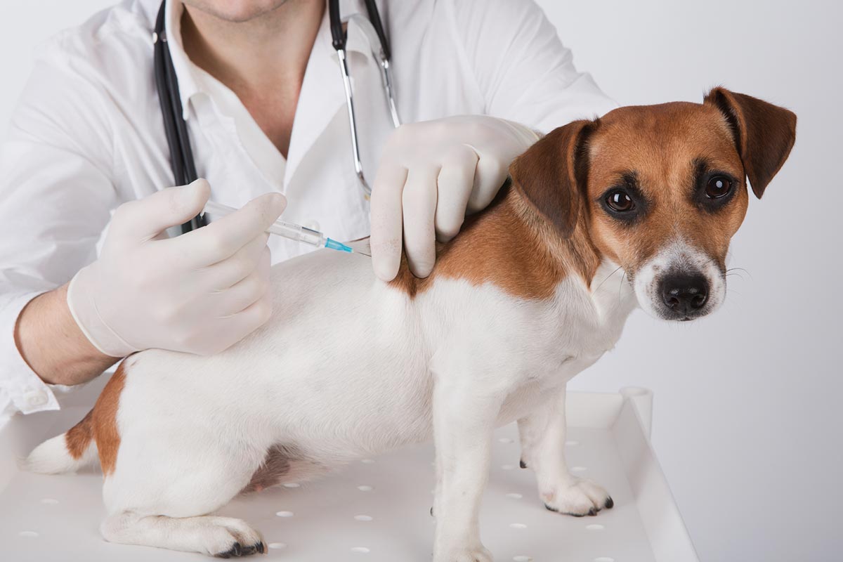 what age can puppies be vaccinated