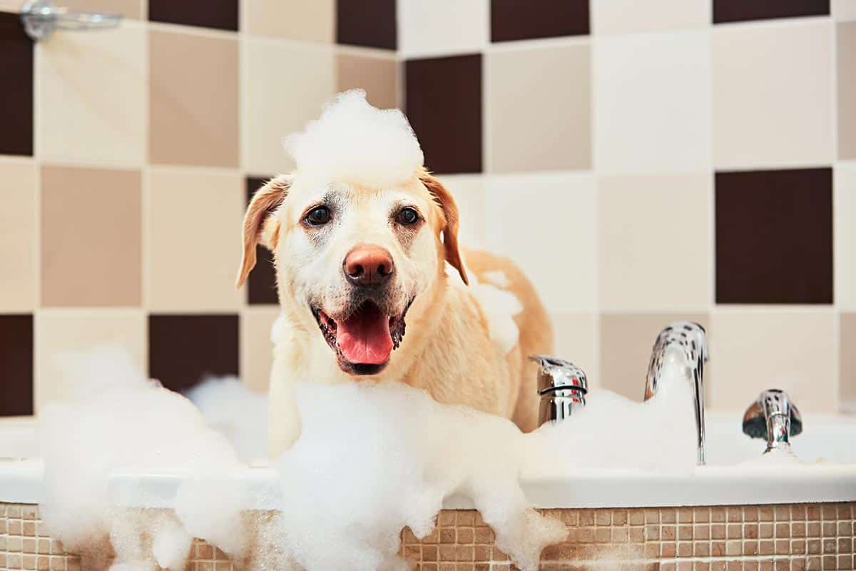 When Can You Shower A Puppy? Best Age To Start & How Often