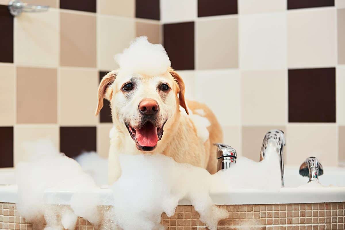 can 1 month old puppy take a bath