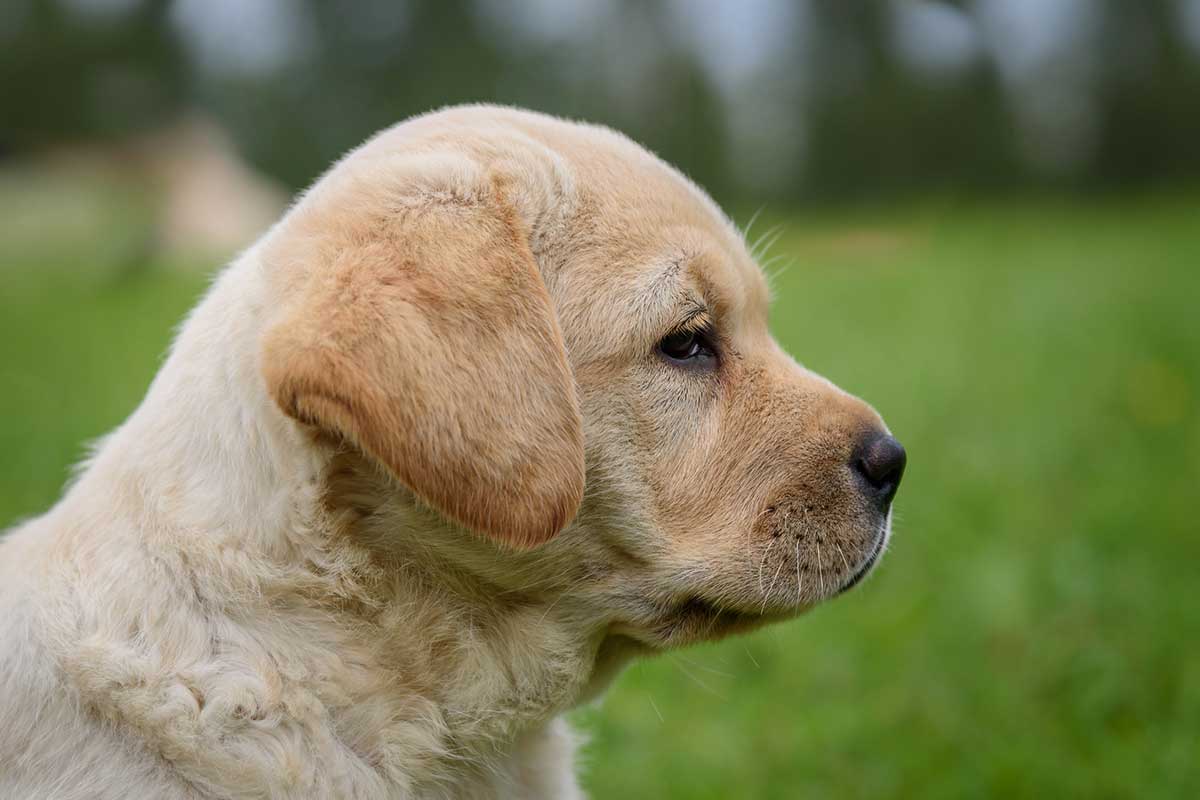 Top Names For Yellow Lab Dogs - 2023 Picks