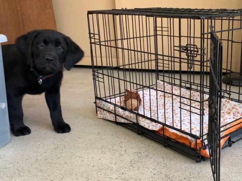 Crate for best sale labrador puppy