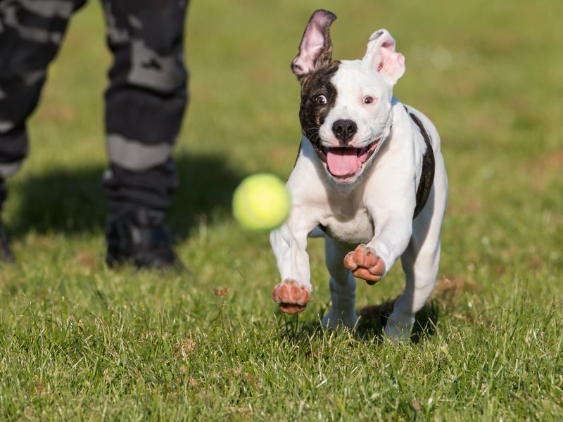 Best balls for outlet puppies