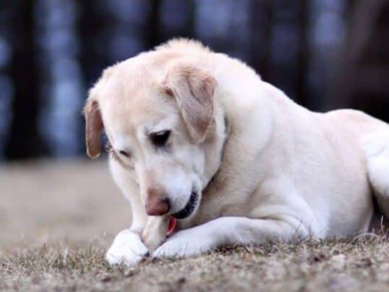 Puppy store antler safe