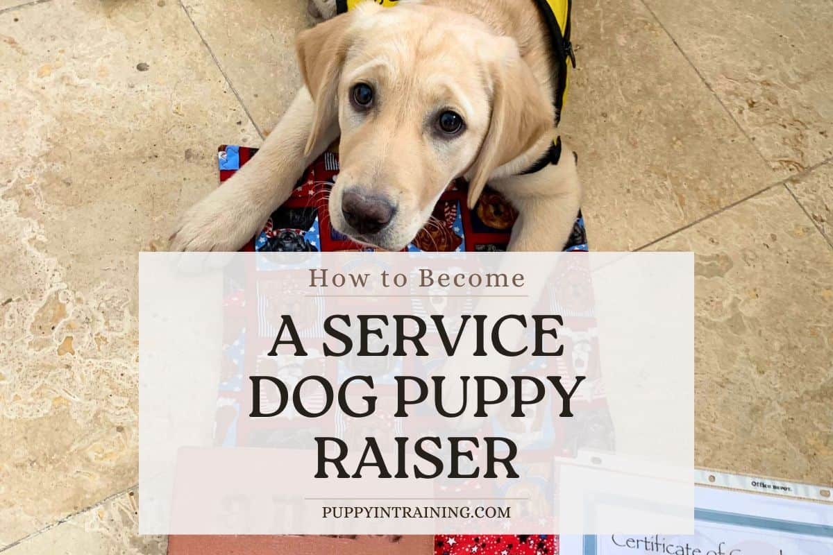 How to Become a Service Dog Puppy Raiser