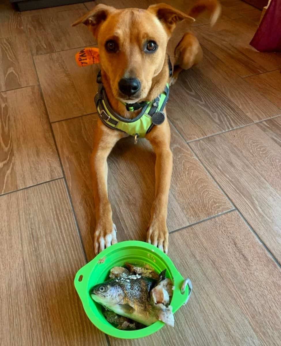 https://puppyintraining.com/wp-content/uploads/best-dog-bowls-raw-food-mightypaw-collapsible.jpg