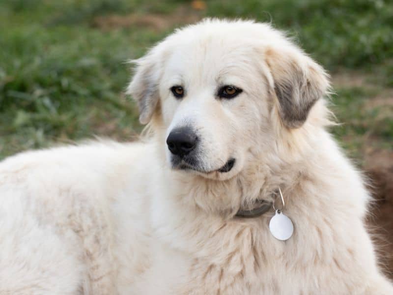 19 Awesome Big White Dog Breeds - Puppy In Training