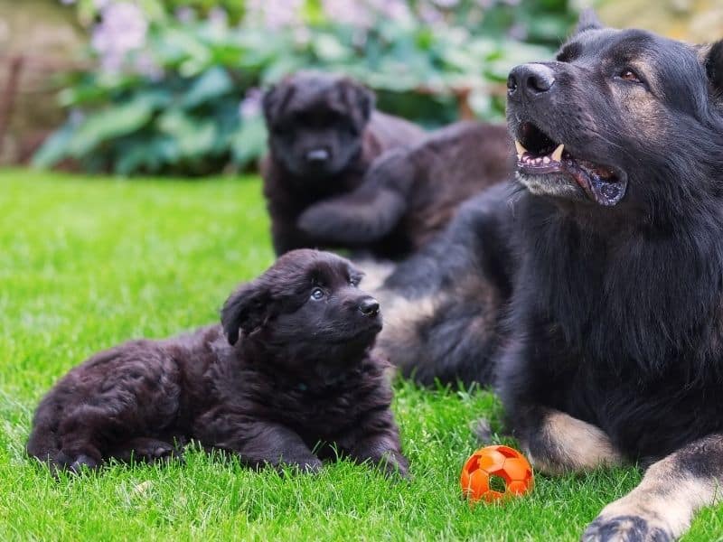 Black German Shepherd Puppies – A Guide To This Rare ...