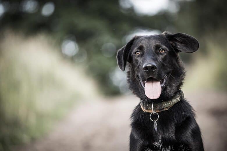 Black Lab Border Collie Mix: To Expect From A Borador - Puppy In Training