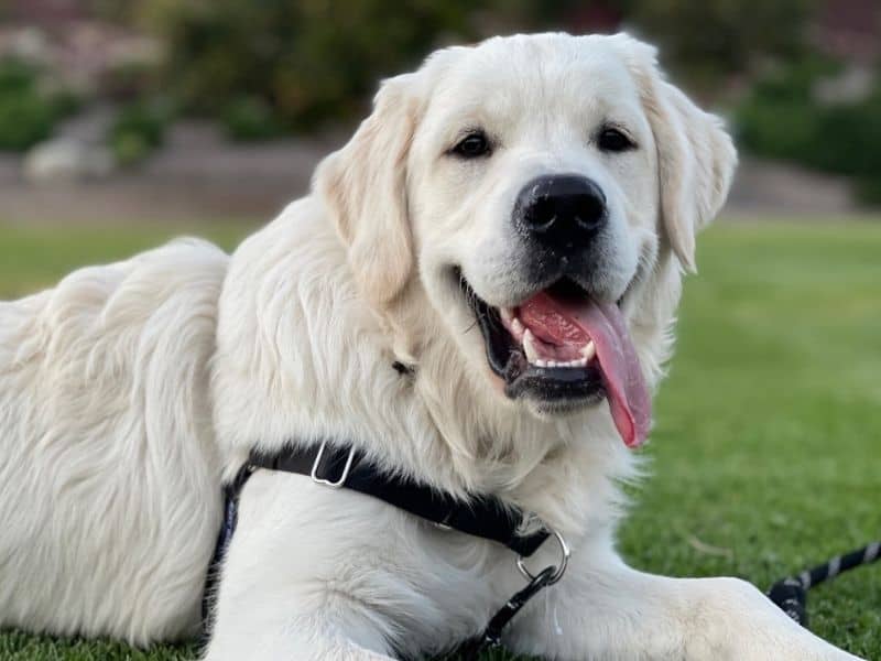 What Is An English Cream Golden Retriever? - Puppy In Training