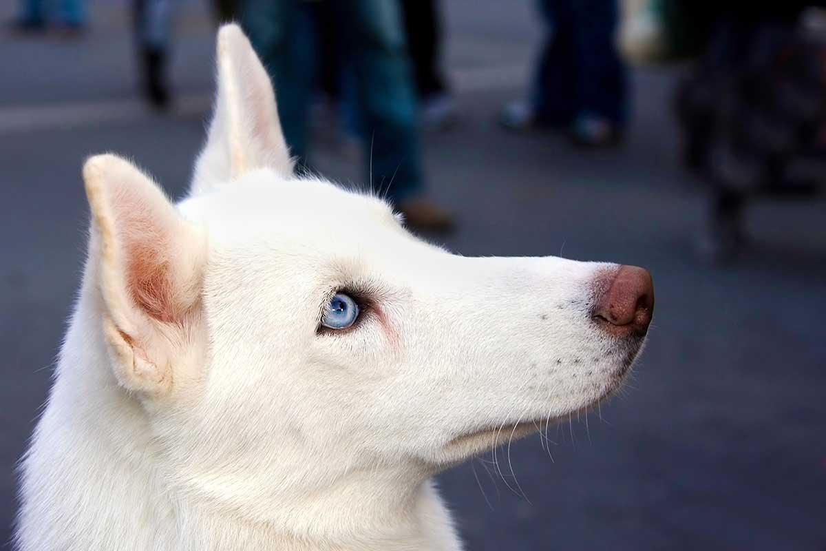 Blue-Eyed Dog Names – Nature, Color & Movie Inspired Names
