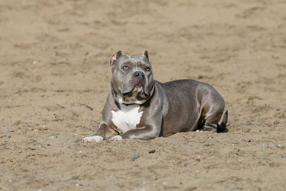 Blue Nose Pitbull: Everything You Need To Know