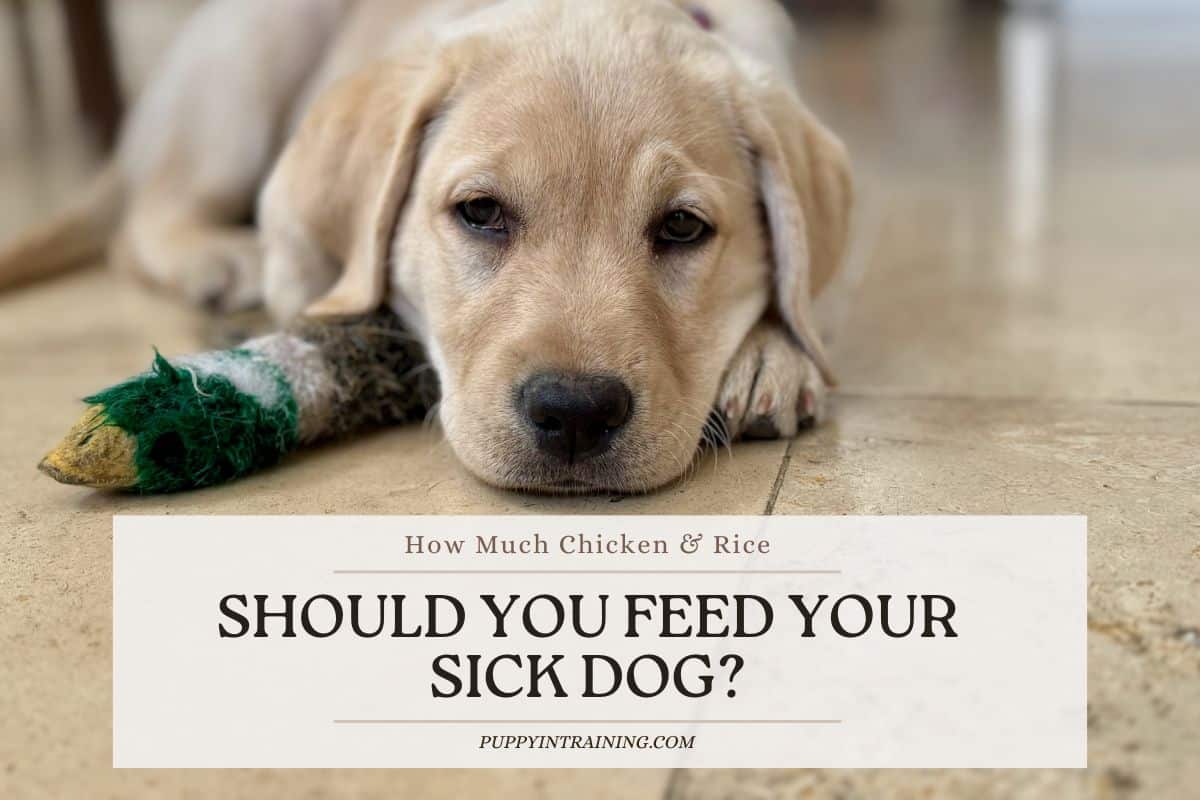 How Much Chicken And Rice Should You Feed Your Sick Dog?