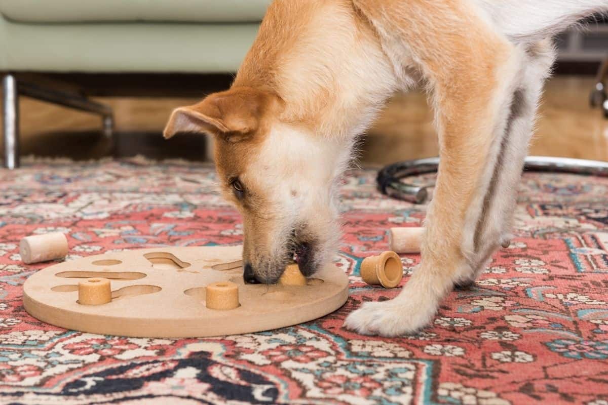 Dog Games: 15 Minute Games to Play With a Dog