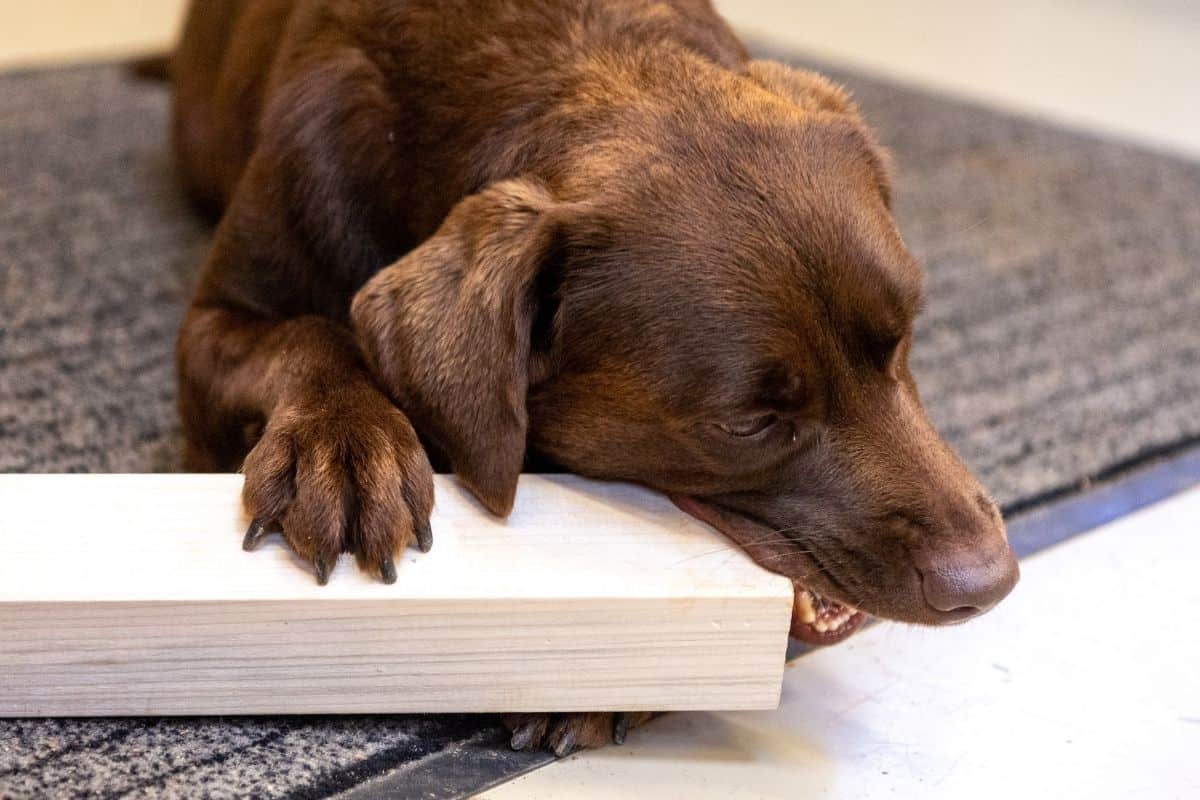 How To Stop Your Dog From Chewing On Woodwork [Baseboards, Furniture, etc] - Puppy In Training