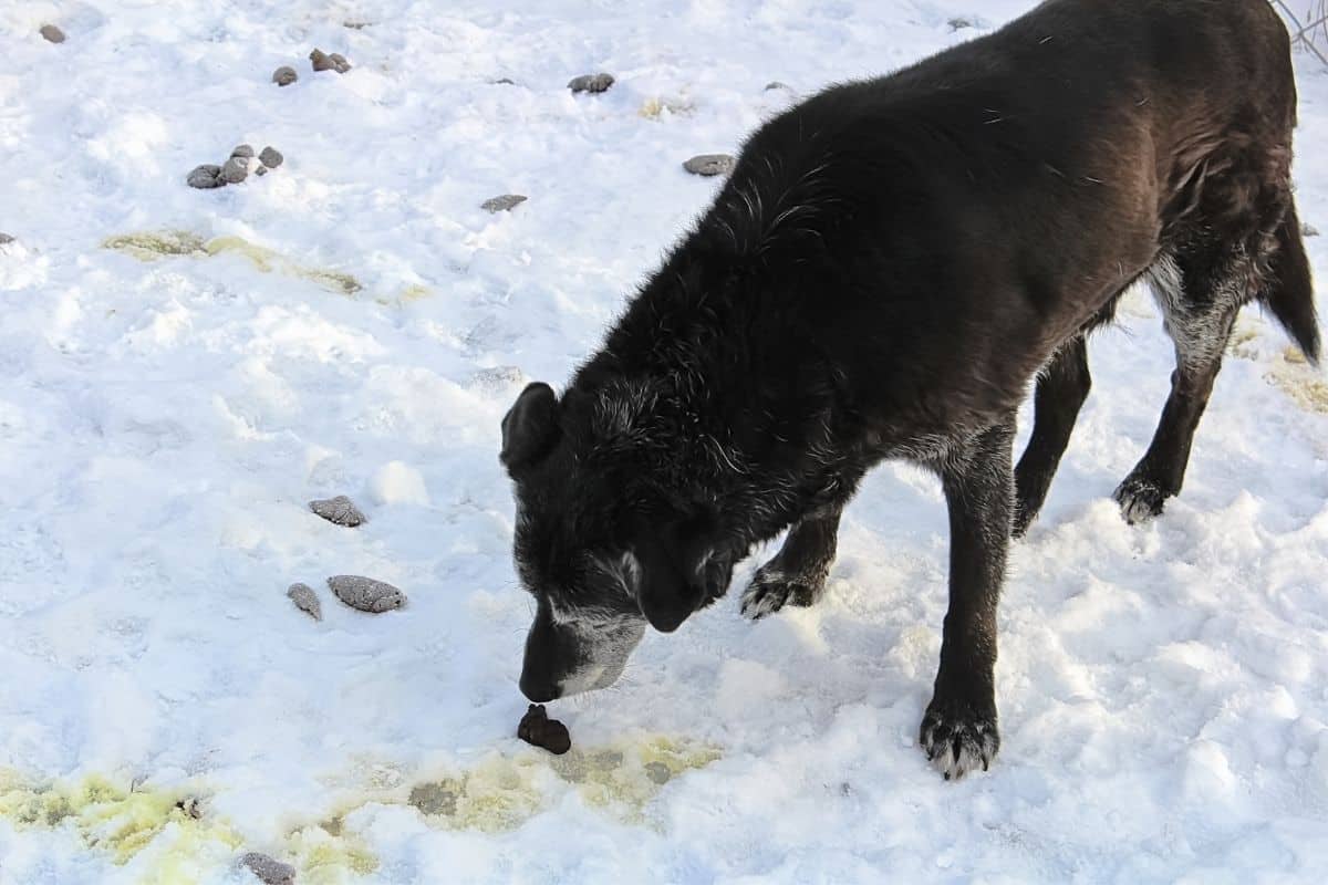 why do dogs lick their own poop