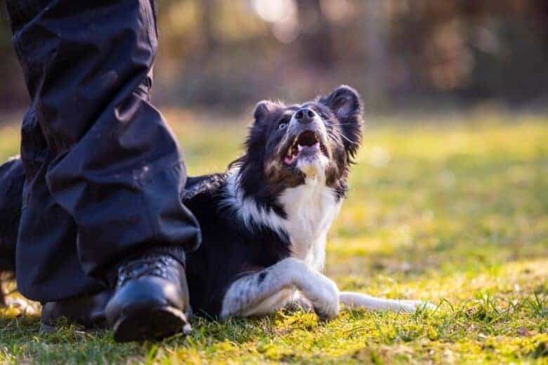 5 Signs A Dog Is Possessive Of His Owner Puppy In Training