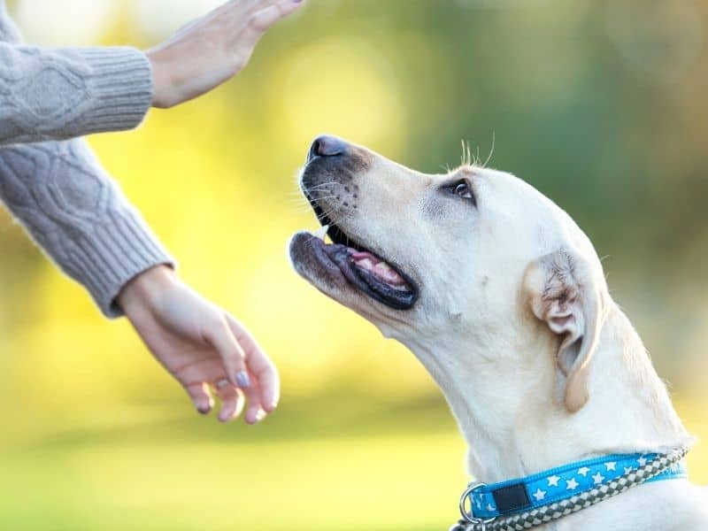 hand signal for training dogs