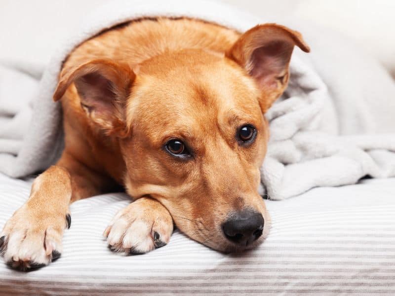 5 Reasons Why Your Dog Should Sleep In Your Bed At Night