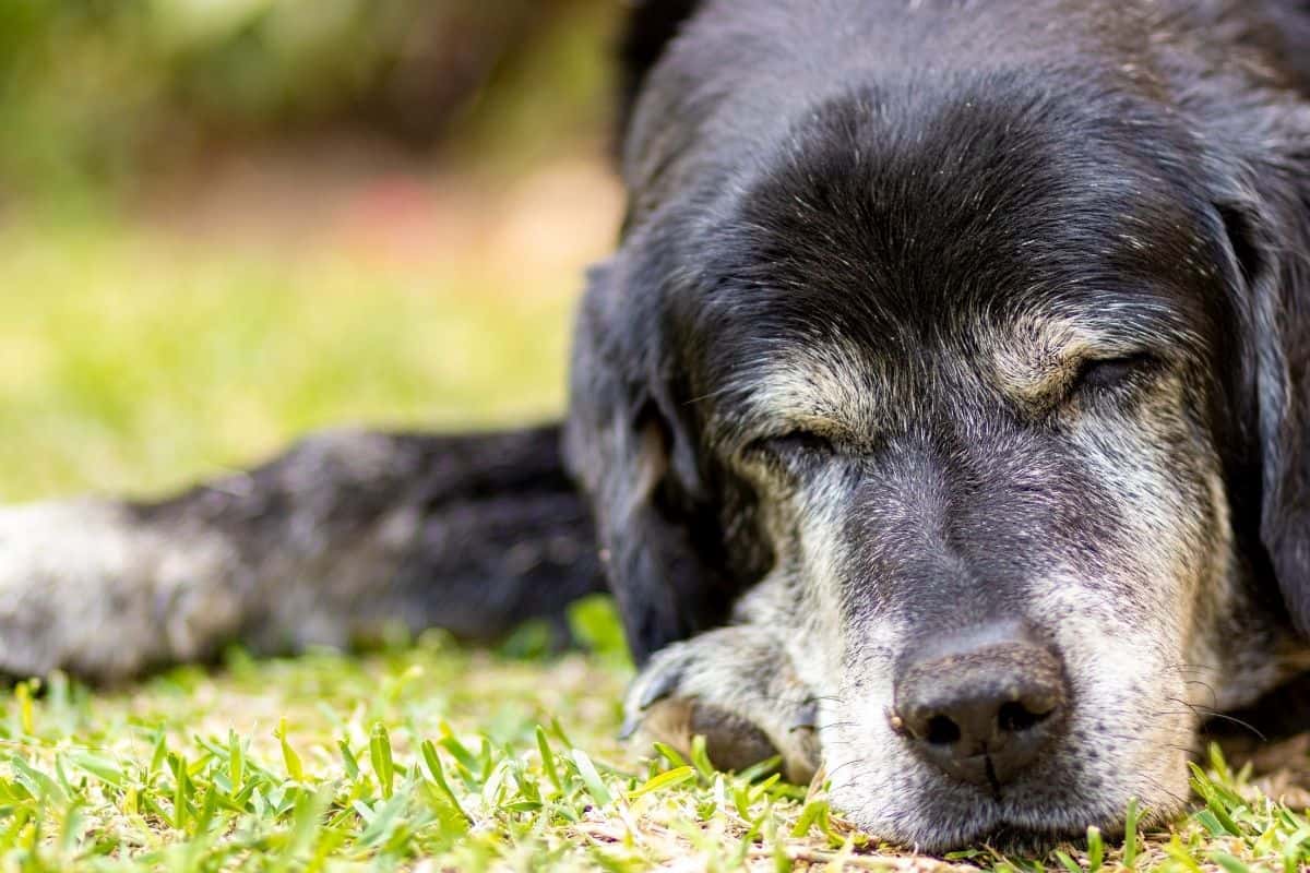 How To Put A Dog To Sleep And When To Know It's The Right Time Puppy In Training