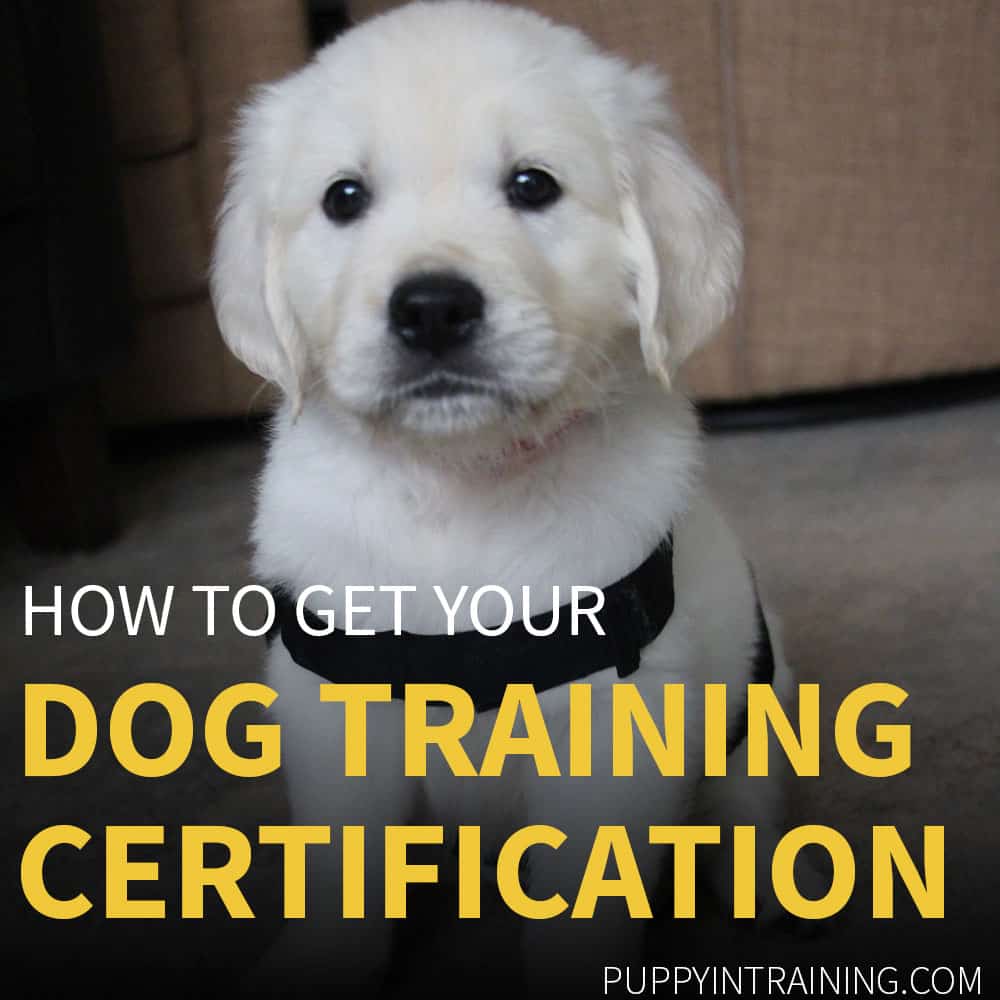 a easy dog to train