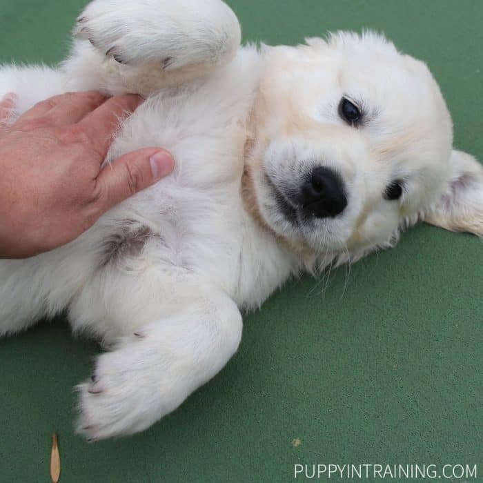 White Golden Retriever puppy getting belly rubs.