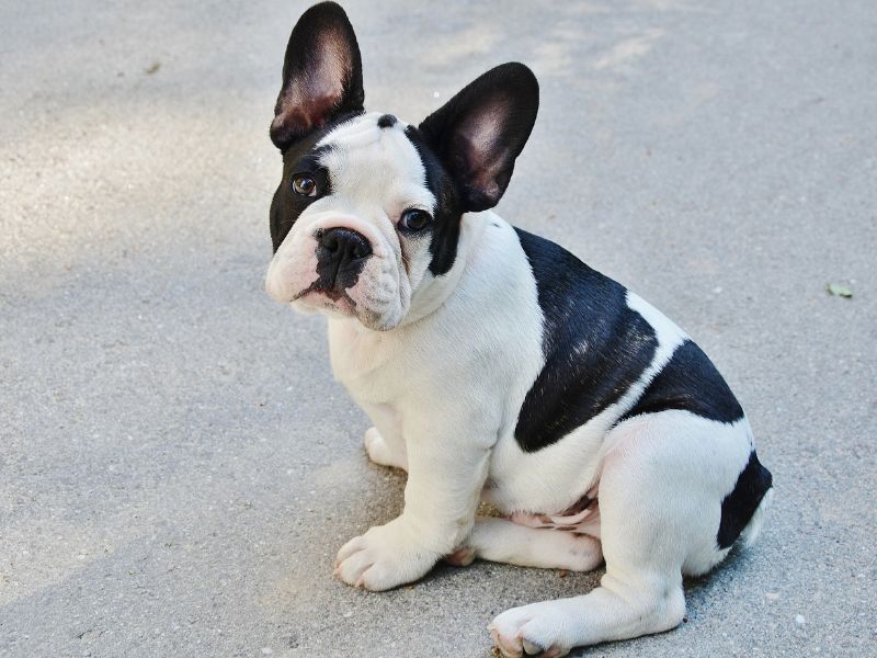 So You Want A French Bulldog - Puppy In Training