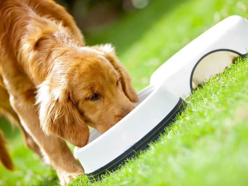 How Much Should I Feed My Golden Retriever Puppy Food Chart And 