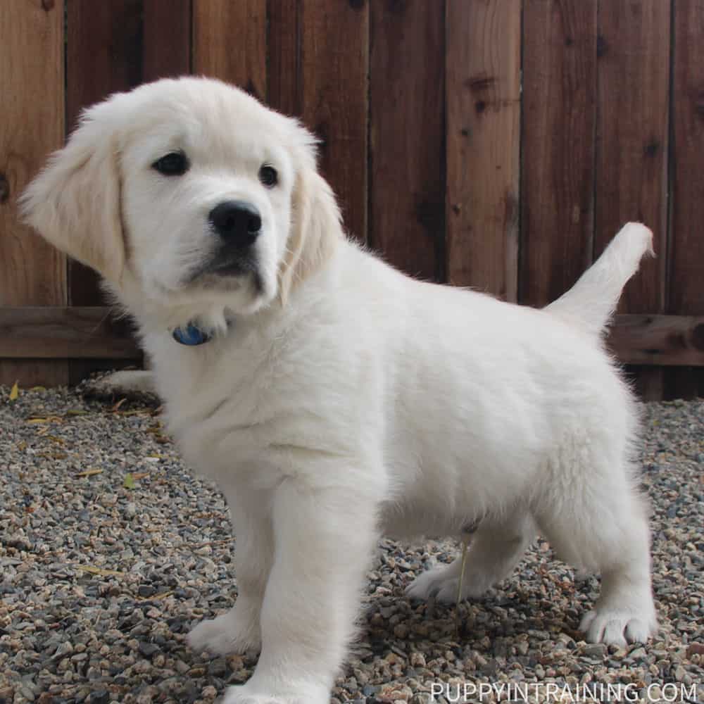 https://puppyintraining.com/wp-content/uploads/golden-puppy-potty.jpg