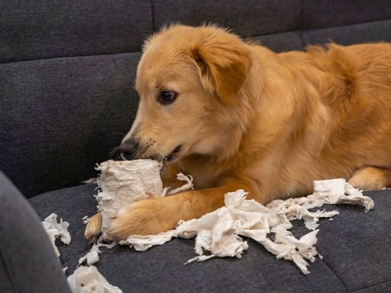 what is bad about golden retrievers? 2