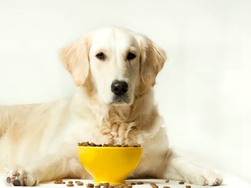 what vegetables can golden retrievers eat