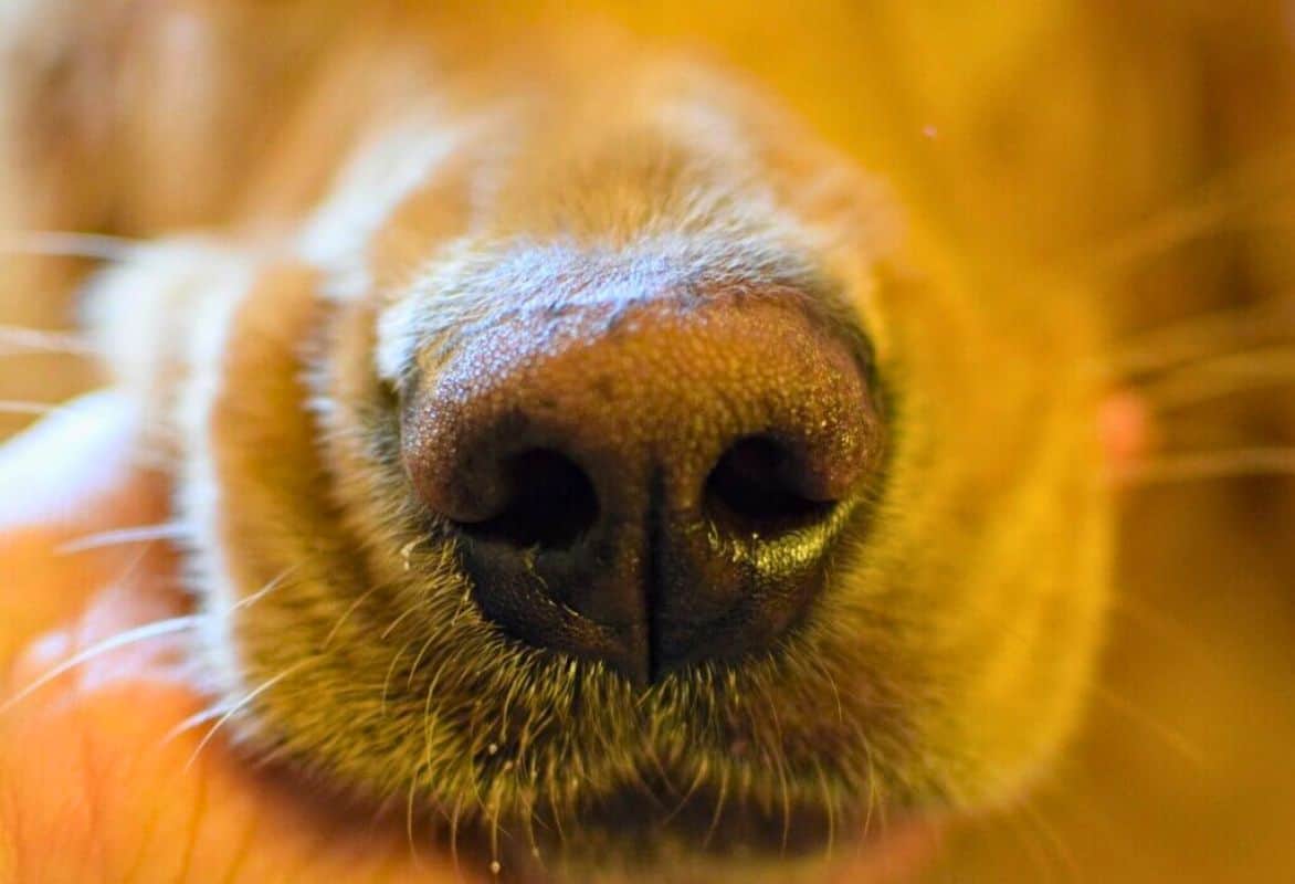 Почему собаки теплые. Заставка нос собаки. Заставка на телефон нос собаки. Пасха на носу собака. Нос собаки в тюльпанах.