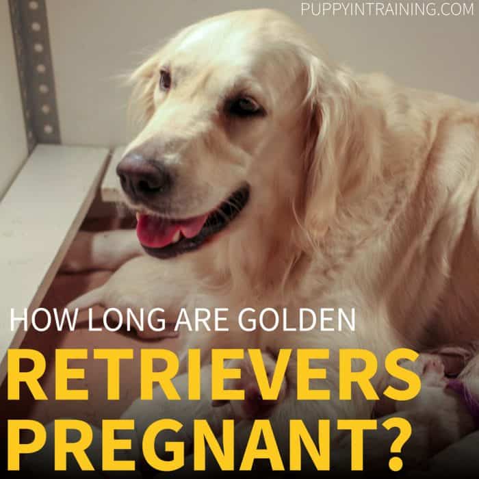 How Long Are Dog's Pregnant? - Raven with her litter of puppies