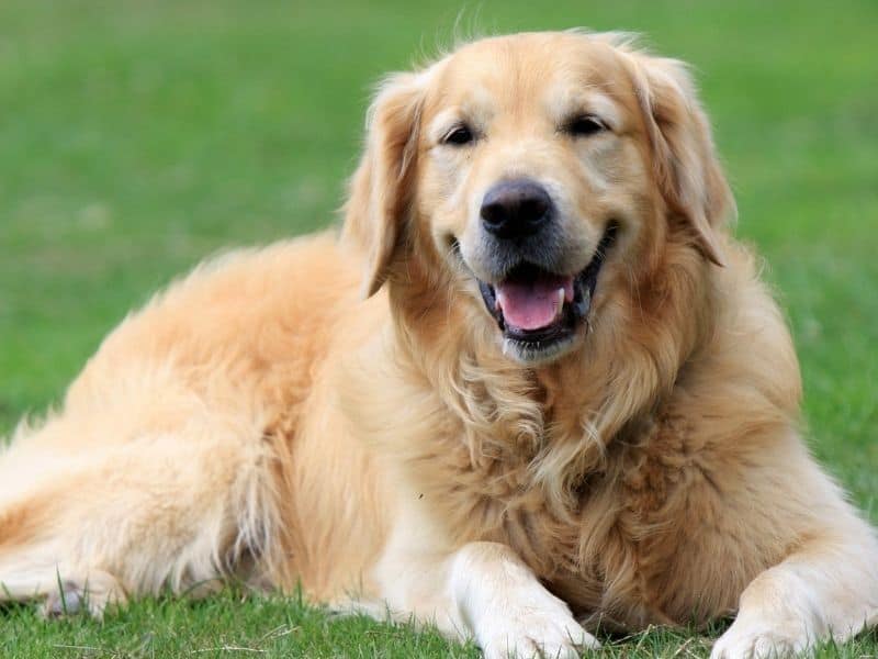 Red Golden Retrievers: Their Personality, Health, and Needs
