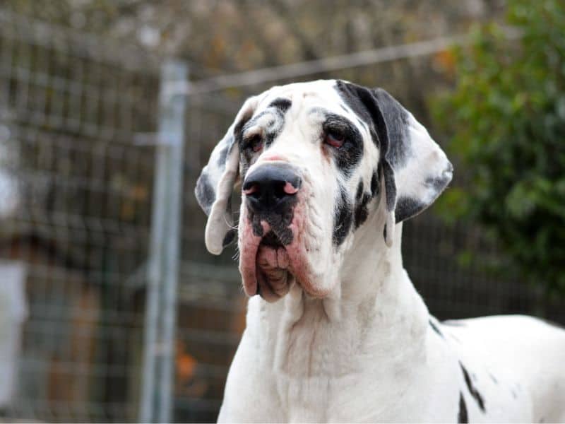 black great dane dog puppy