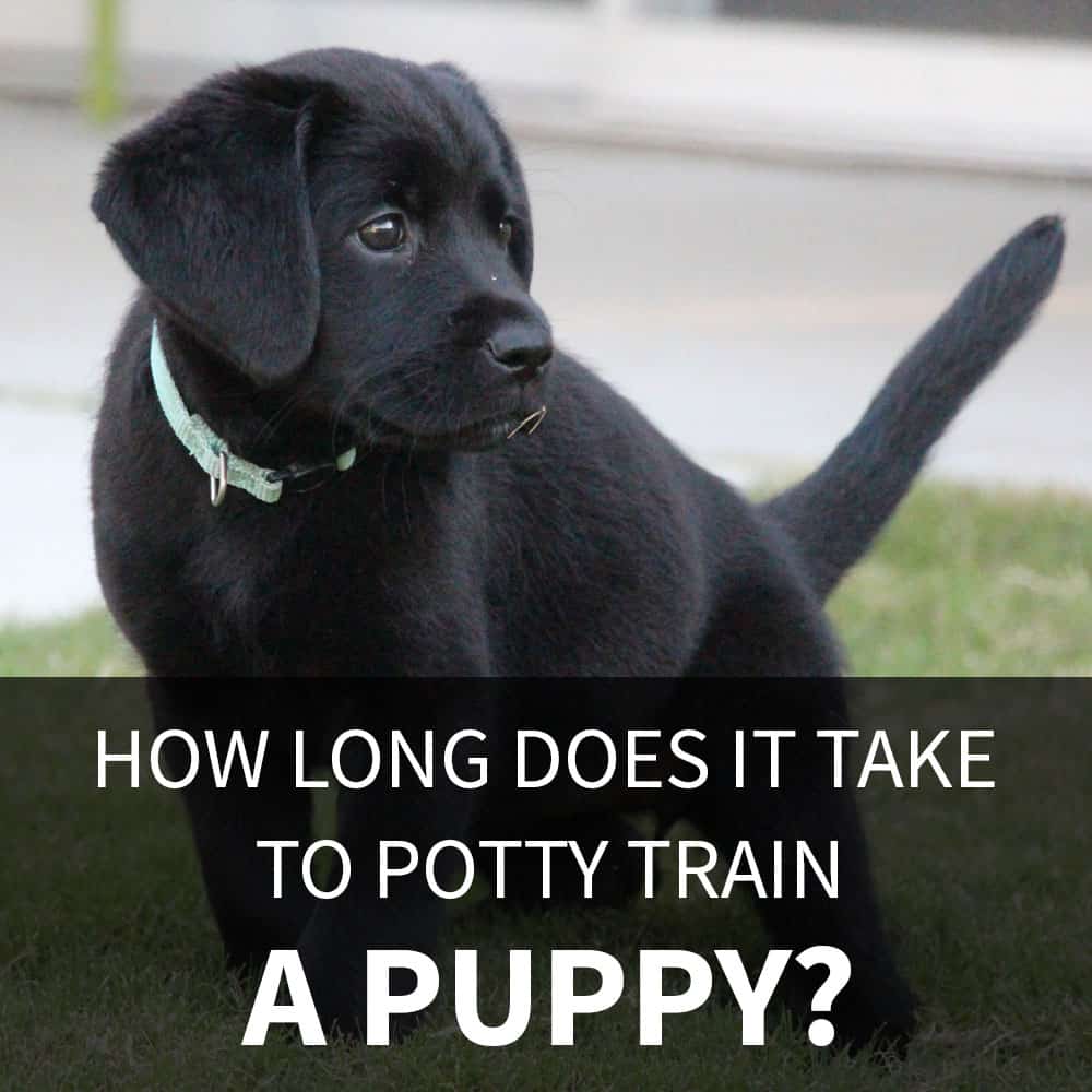 how long does it take to potty train a dog - Pet And Animal Blog