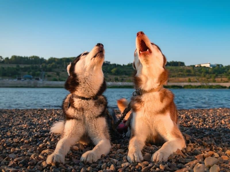 How To Make Your Dog To Howl - Puppy In Training