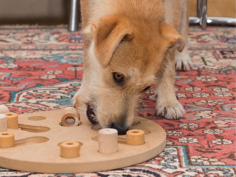 How to Keep Your Dog Busy on a Rainy Day: 5 Indoor Activities - Oh My Dog!