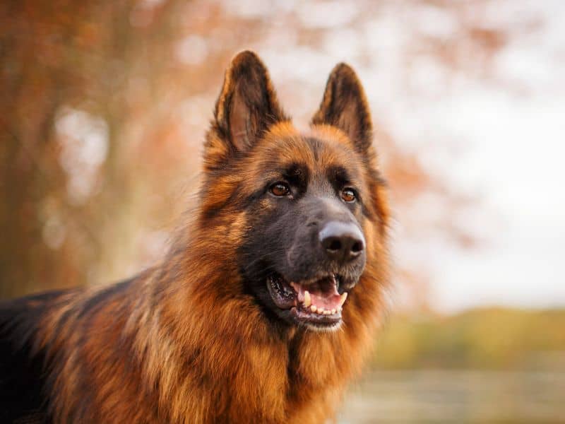What Is A Long-Haired German Shepherd? (Breed Basics 101)