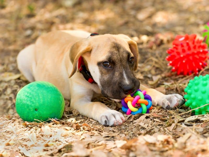 10 Mental Enrichment Ideas for Dogs - Puppy In Training