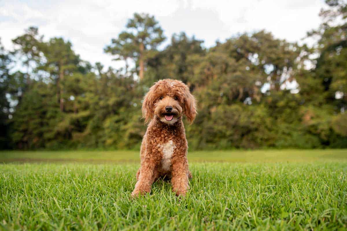 Mini Goldendoodle – Breed Info, Character, Training & More