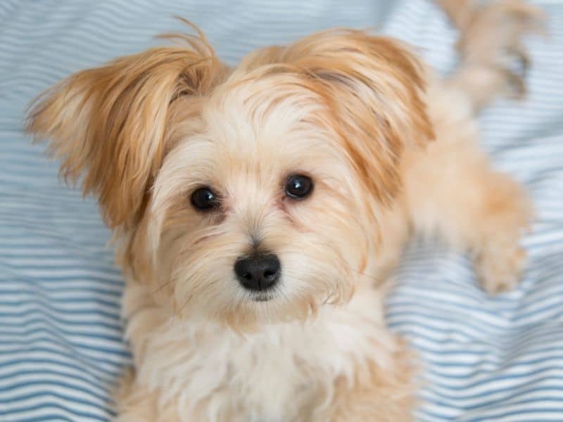 Morkie Puppies – Meet The Maltese Yorkshire Terrier Mix