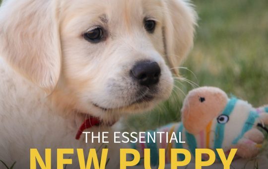 The Essential New Puppy Checklist - Puppy with his favorite toy