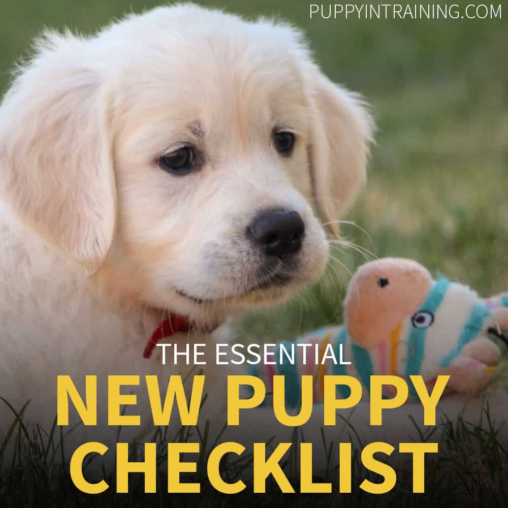 The Essential New Puppy Checklist - Puppy with his favorite toy