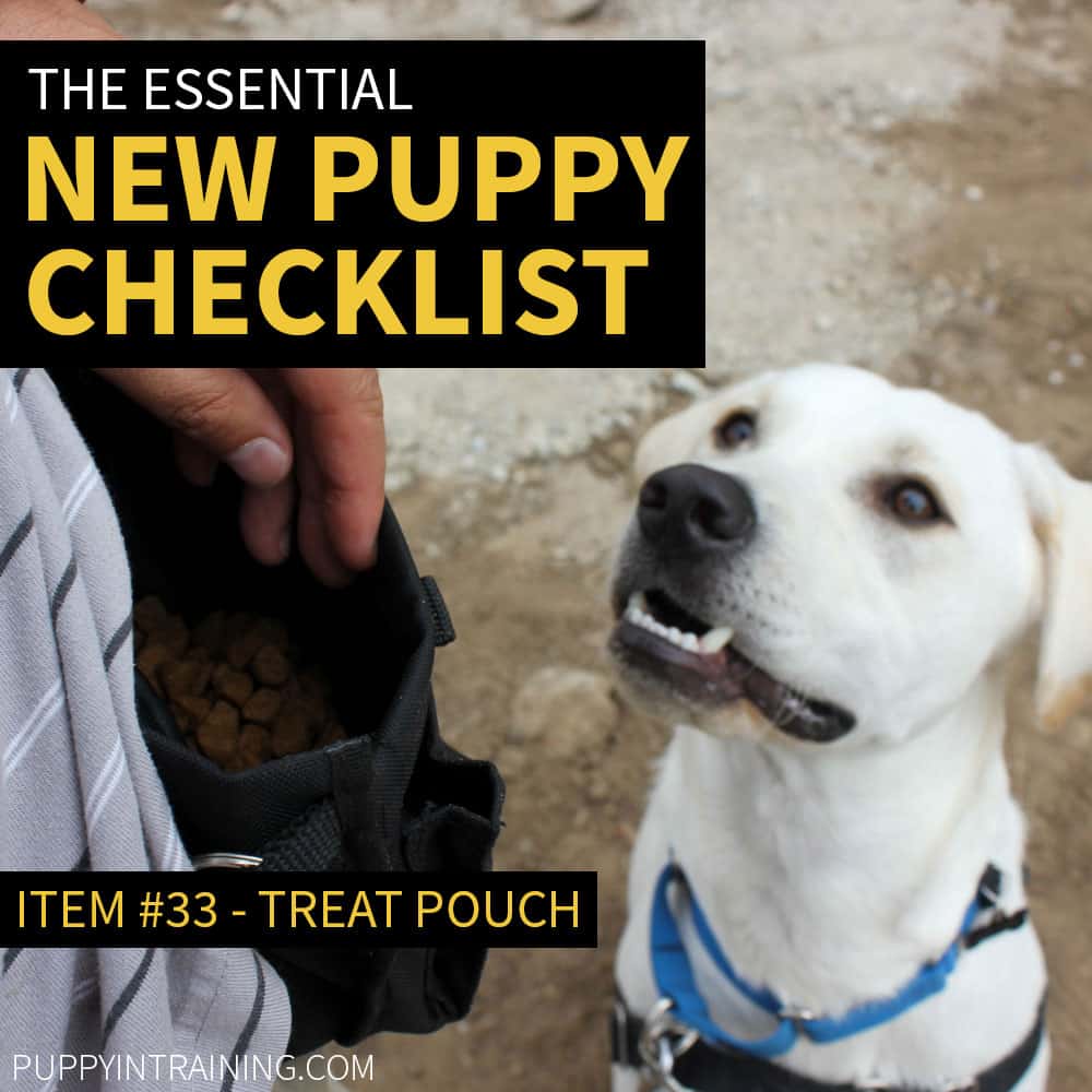 New Puppy Checklist - Item #33 - Treat Pouch - Lab waiting for treats