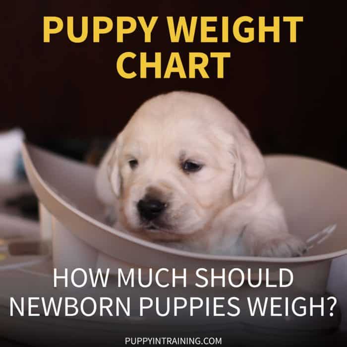 Puppy Weight Chart - How Much Should Newborn Puppies Weigh - Image of Golden Retriever puppy on baby scale.
