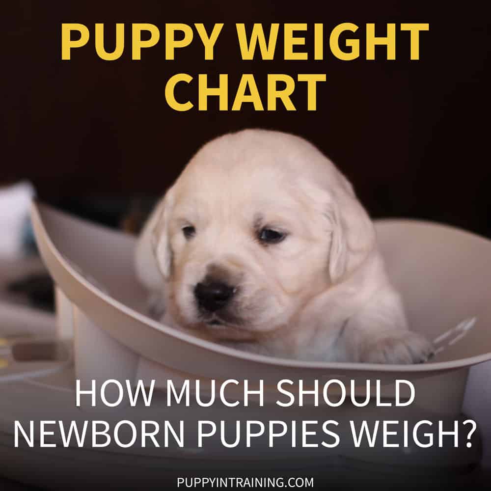 Puppy Weight Chart - How Much Weight Should A Newborn ...